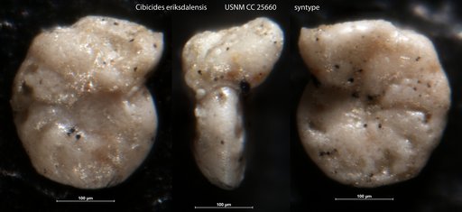 Cibicides (Cibicidoides) eriksdalensis Brotzen, 1936