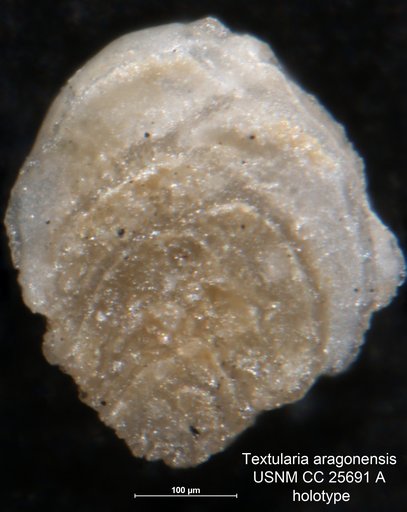 Textularia aragonensis Nuttall, 1930