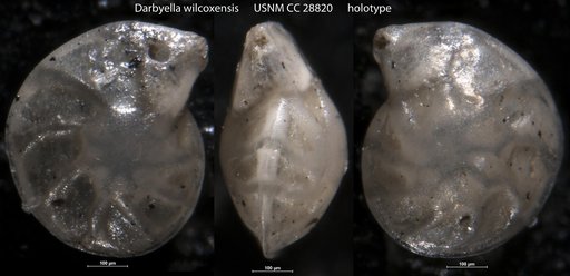 Darbyella wilcoxensis Cushman & Garrett, 1939