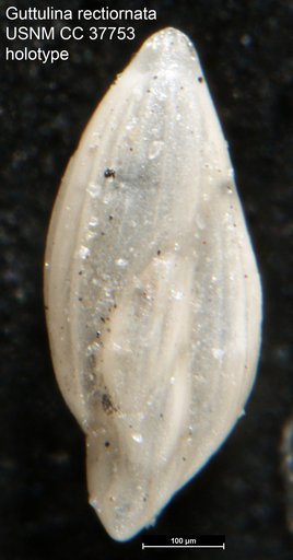 Guttulina rectiornata Dorsey, 1948