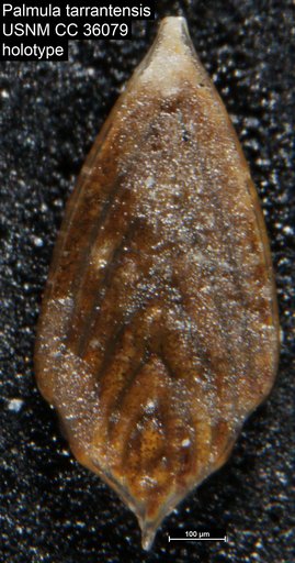 Palmula tarrantensis Loeblich & Tappan Loeblich, 1941