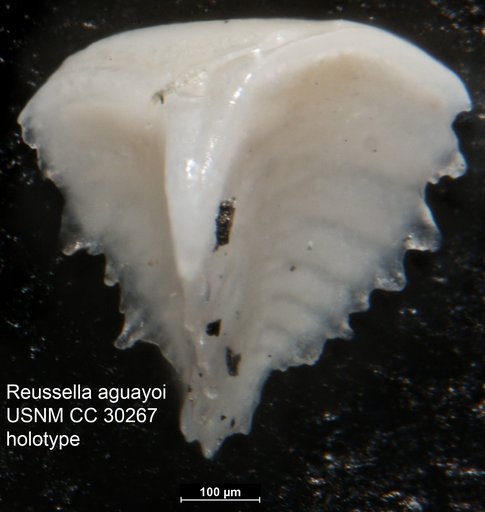Reussella aguayoi Bermúdez, 1939