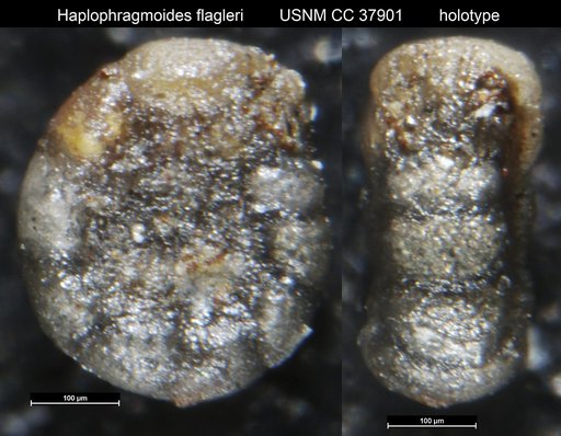 Haplophragmoides flagleri Cushman & Hedberg, 1941