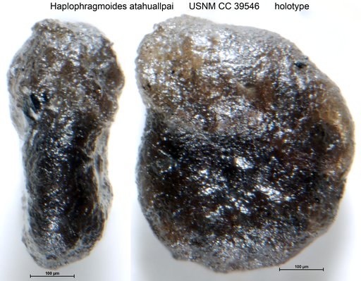 Haplophragmoides atahuallpai Frizzell, 1943