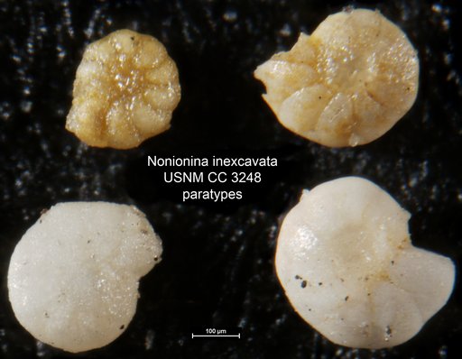 Nonionina inexcavata Cushman & Applin, 1926