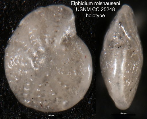 Elphidium rolshauseni Cushman & Ellisor, 1939