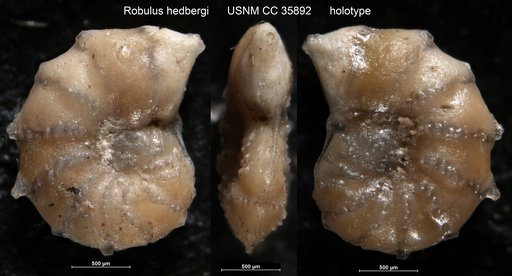 Robulus hedbergi Cushman & Renz, 1941