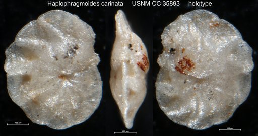 Haplophragmoides carinata Cushman & Renz, 1941