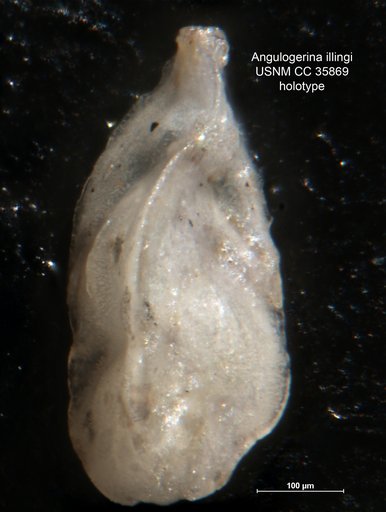 Angulogerina illingi Cushman & Renz, 1941