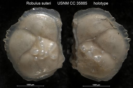 Robulus suteri Cushman & Renz, 1941