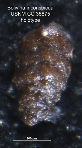 Bolivina inconspicua Cushman & Renz, 1941