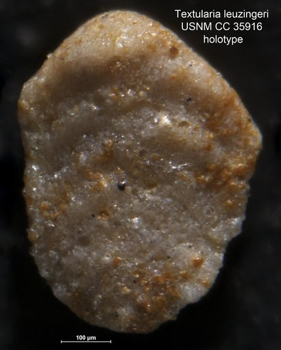 Textularia leuzingeri Cushman & Renz, 1941