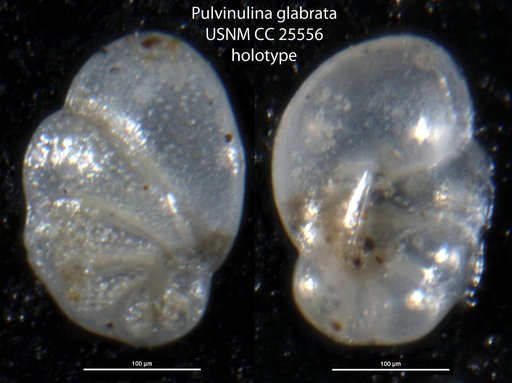 Pulvinulina glabrata Cushman, 1922