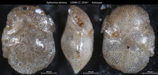 Siphonina advena Cushman, 1922