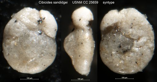 Cibicides sandidgei Brotzen, 1936