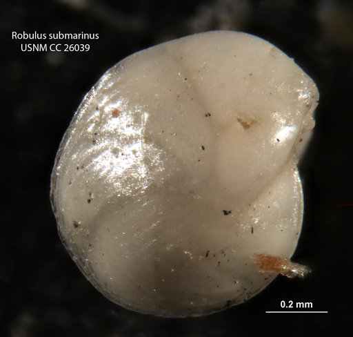 Robulus submarinus Cushman, 1939