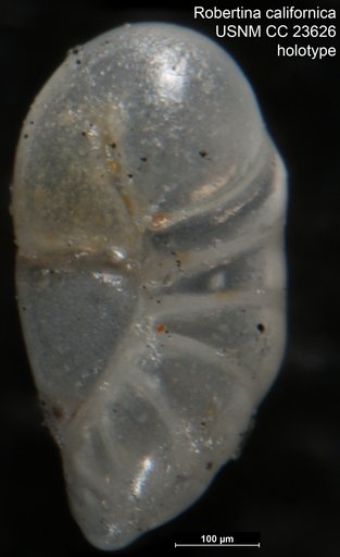 Robertina californica Cushman & Parker, 1936