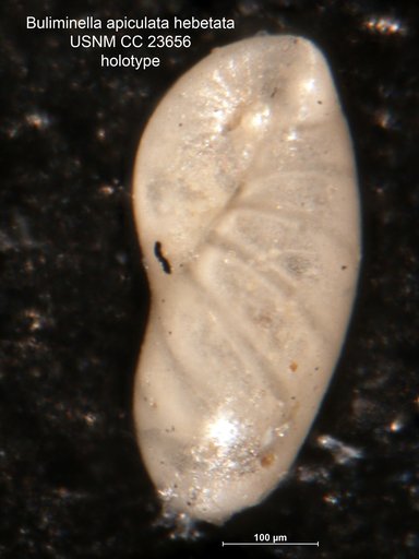 Buliminella apiculata var. hebetata Cushman & Parker, 1937