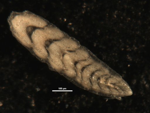Plectofrondicularia parri Finlay, 1939