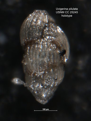 Uvigerina pilulata Cushman & Ellisor, 1939