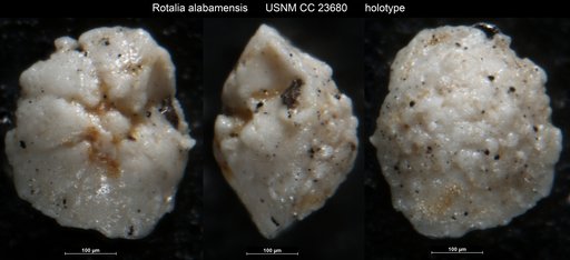 Rotalia alabamensis Cushman & McGlamery, 1938