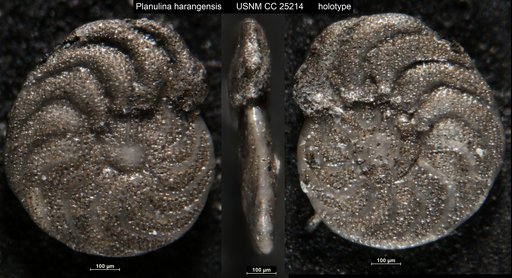 Planulina harangensis Cushman & Ellisor, 1939