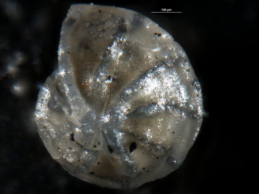 Robulus mayeri Cushman & Ellisor, 1939
