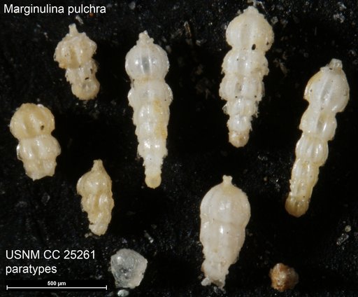 Marginulina pulchra Cushman, 1925