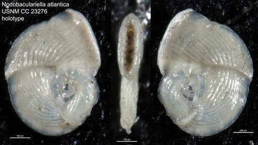 Nodobaculariella atlantica Cushman & Hanzawa, 1937