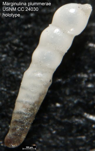 Marginulina plummerae Cushman, 1937