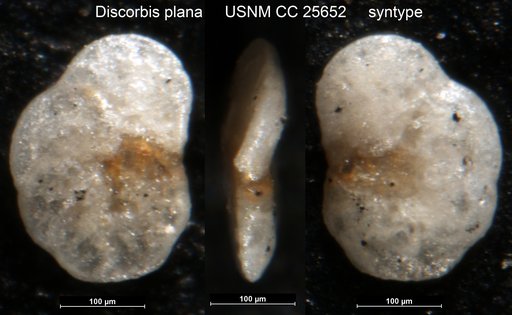 Discorbis plana Brotzen, 1936