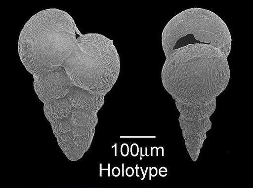 Guembelina globocarinata Cushman, 1938