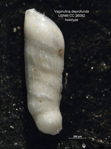 Vaginulina deprofunda Cushman, 1939