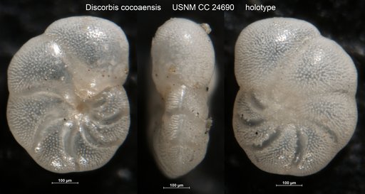 Discorbis cocoaensis Cushman & Garrett, 1938
