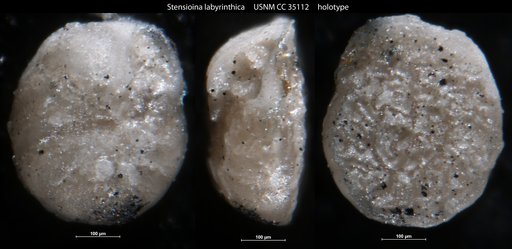 Stensioina labyrinthica Cushman & Dorsey, 1940