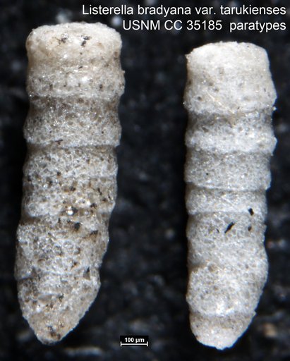 Listerella bradyana var. tarukienses Asano, 1936