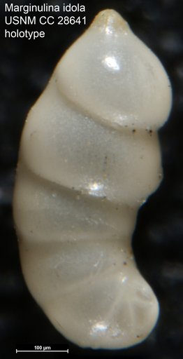 Marginulina idola Frizzell, 1954