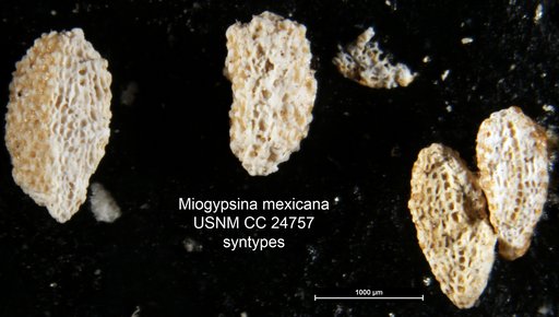 Miogypsina mexicana Nuttall, 1933