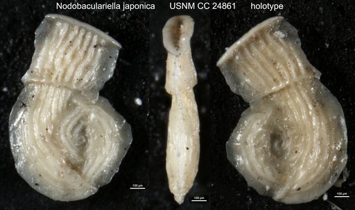 Nodobaculariella japonica Cushman & Hanzawa, 1937