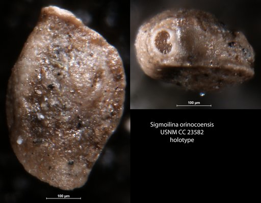 Sigmoilina orinocoensis Hedberg, 1937