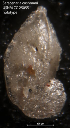 Saracenaria cushmani Tappan Loeblich, 1940