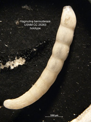 Vaginulina bermudensis Cushman, 1923