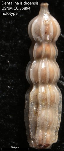 Dentalina isidroensis Cushman & Renz, 1941