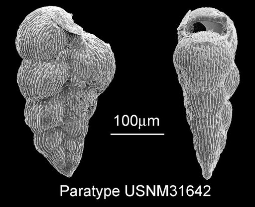 Guembelina globocarinata Cushman, 1938