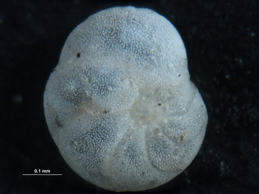 Discorbis subaraucana Cushman, 1922