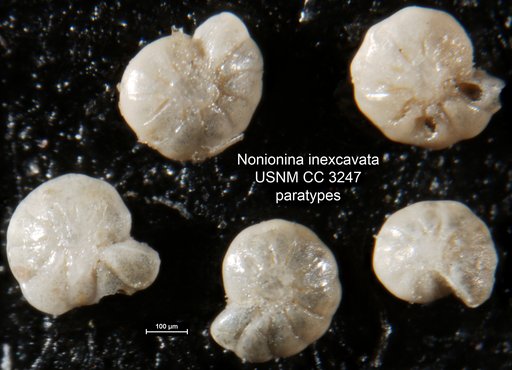 Nonionina inexcavata Cushman & Applin, 1926