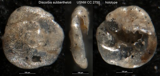 Discorbis subbertheloti Cushman, 1924