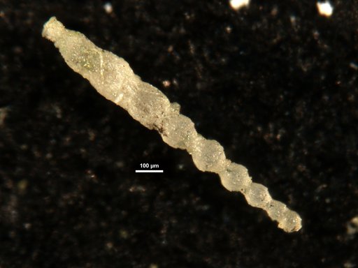 Ellipsonodosaria plummerae Cushman, 1940