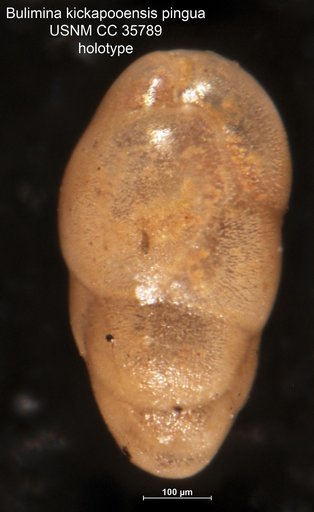 Bulimina kickapooensis var. pingua Cushman & Parker, 1940