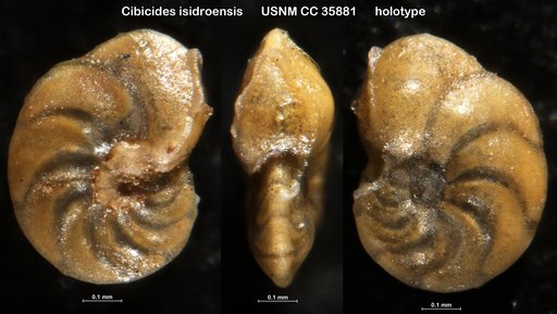 Cibicides isidroensis Cushman & Renz, 1941